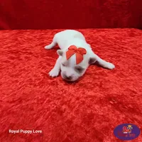 AKC Nita, a female Maltese for sale in Shawnee, OK – 2 of 5