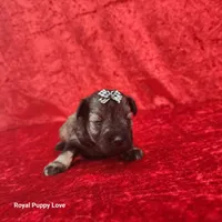 AKC Ophelia, a female Miniature Schnauzer for sale in Shawnee, OK – 3 of 3