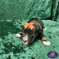 AKC Titus, a male Miniature Schnauzer for sale in Shawnee, OK – 4 of 5