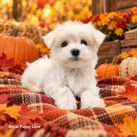 AKC Riley, a female Maltese for sale in Shawnee, OK – 2 of 5