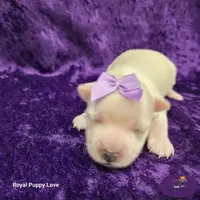 AKC Raquelle, a female Maltese for sale in Shawnee, OK – 4 of 5