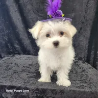 AKC Zoey, a female Maltese for sale in Shawnee, OK – 3 of 3