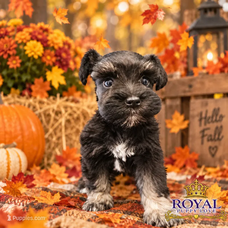 AKC Tatiana – Miniature Schnauzer puppy for sale in Shawnee, OK