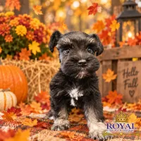 AKC Tatiana, a female Miniature Schnauzer for sale in Shawnee, OK – 1 of 5