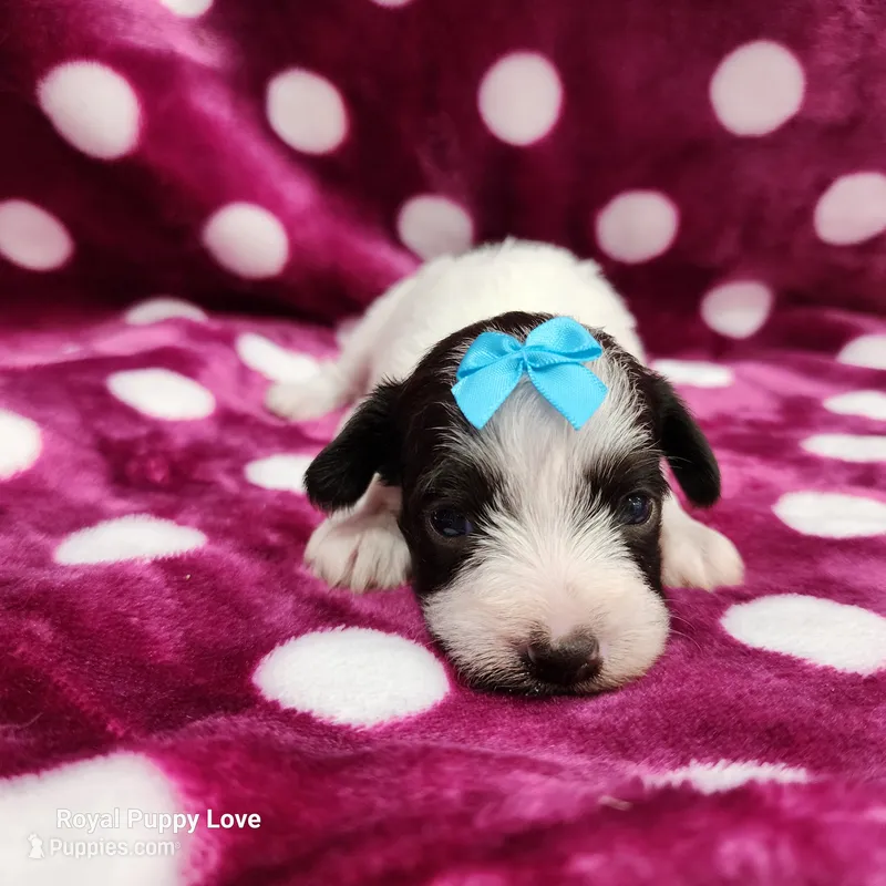 AKC Bonita – Miniature Schnauzer puppy for sale in Shawnee, OK