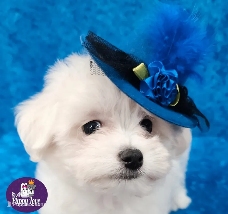 AKC Squirt – Maltese puppy for sale in Shawnee, OK