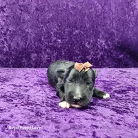 AKC Gardetto, a male Miniature Schnauzer for sale in Shawnee, OK – 3 of 3