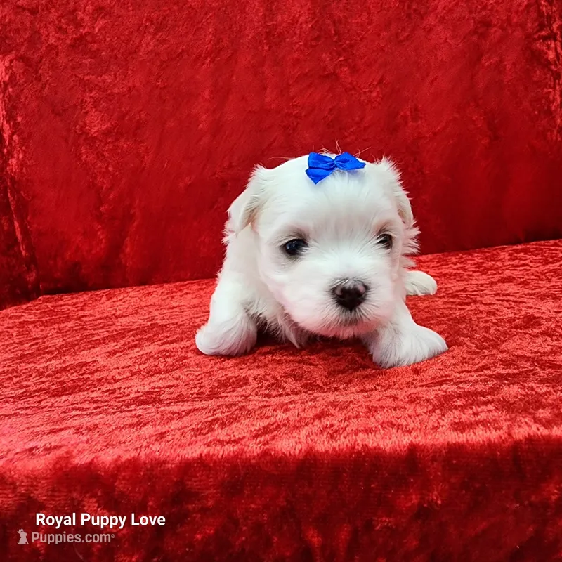 AKC Joaquin – Maltese puppy for sale in Shawnee, OK
