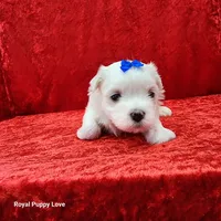 AKC Joaquin, a male Maltese for sale in Shawnee, OK – 1 of 5
