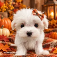 AKC Nita, a female Maltese for sale in Shawnee, OK – 5 of 5