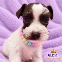 AKC Toy Bonita, a female Miniature Schnauzer for sale in Shawnee, OK – 2 of 4