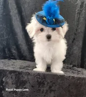 AKC Ziggy, a male Maltese for sale in Shawnee, OK – 2 of 3