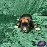 AKC Titus, a male Miniature Schnauzer for sale in Shawnee, OK – 5 of 5