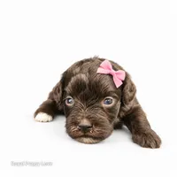 AKC Toy Birdie, a female Miniature Schnauzer for sale in Shawnee, OK – 2 of 4