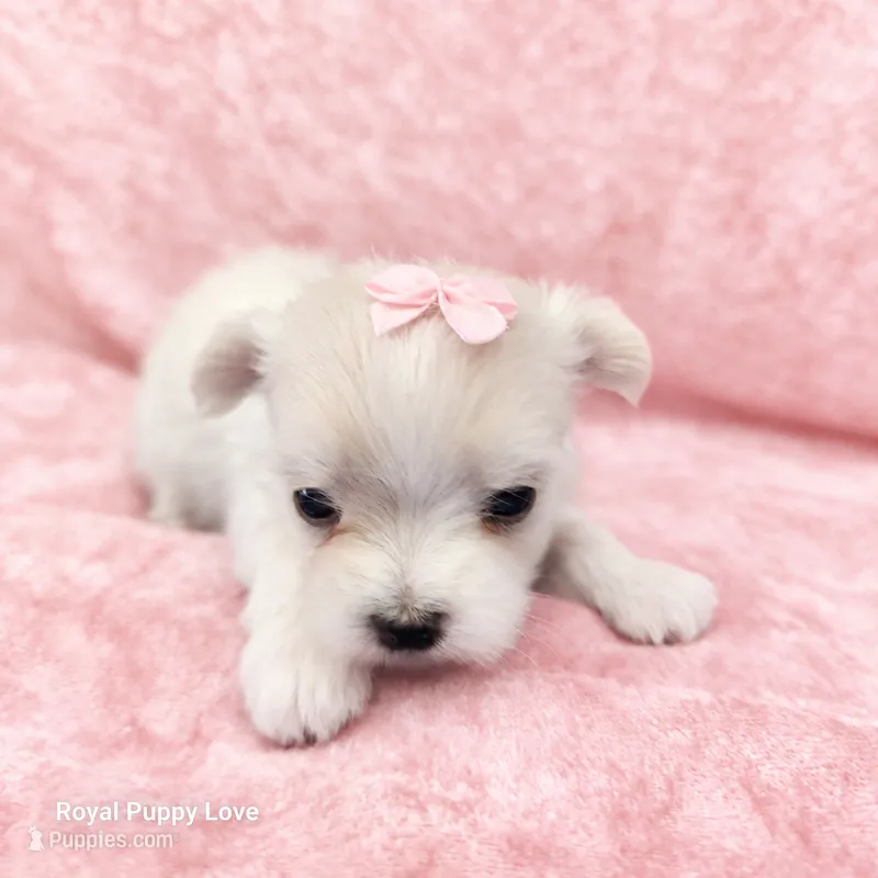 AKC Noreene – Maltese puppy for sale in Shawnee, OK