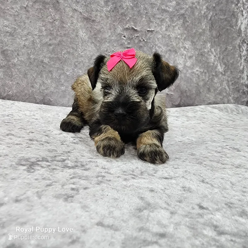 AKC Ophelia – Miniature Schnauzer puppy for sale in Shawnee, OK