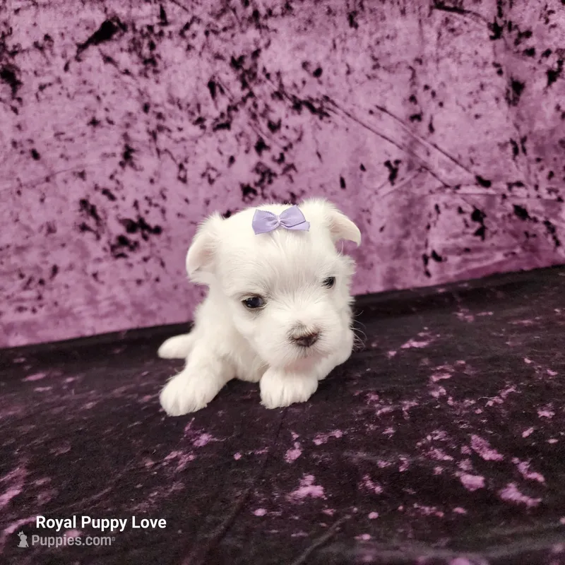 AKC Sia – Maltese puppy for sale in Shawnee, OK