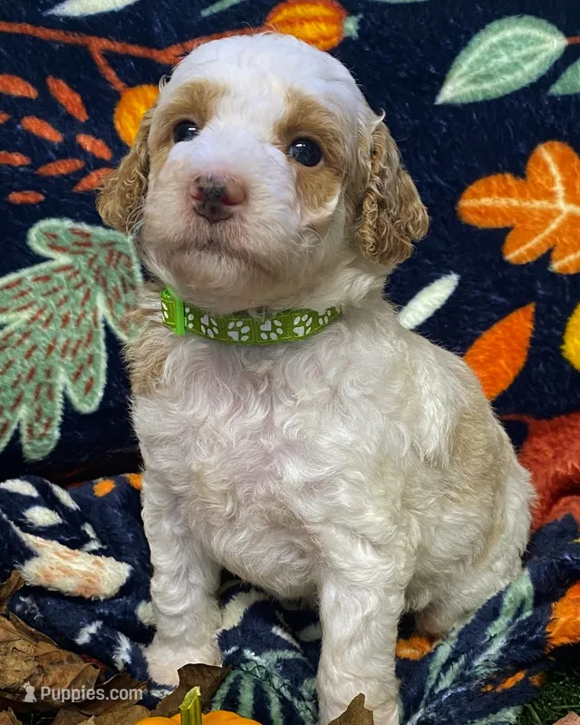 Pocus – Poodle - Miniature  puppy for sale in Chesapeake, VA