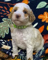Pocus, a male Poodle - Miniature  for sale in Chesapeake, VA – 1 of 1