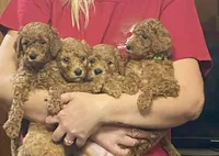 Rue, a male Miniature Goldendoodle for sale in Chesapeake, VA – Photo 2 of 4