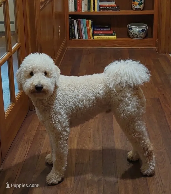 Prince Phillip (Trained Pup) – Miniature Goldendoodle puppy for sale in Chesapeake, VA