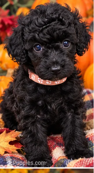 Zelda – Poodle - Miniature  puppy for sale in Chesapeake, VA
