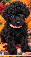 Zelda, a female Poodle - Miniature  for sale in Chesapeake, VA – 1 of 1