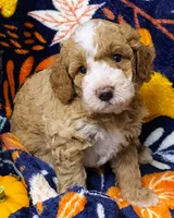 Gomez, a male Poodle - Miniature  for sale in Chesapeake, VA – 1 of 1
