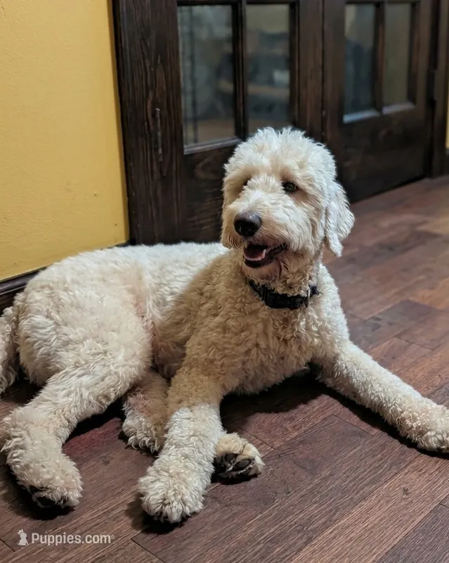 PC (Prince Charming) "Trained Pup" – Miniature Goldendoodle puppy for sale in Chesapeake, VA