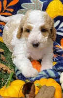 Hocus, a male Poodle - Miniature  for sale in Chesapeake, VA – 1 of 1