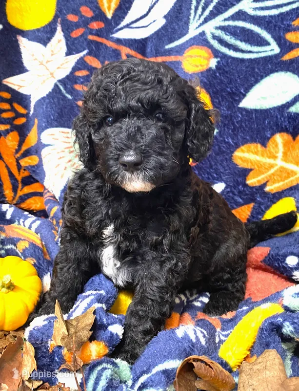 Boris – Poodle - Miniature  puppy for sale in Chesapeake, VA
