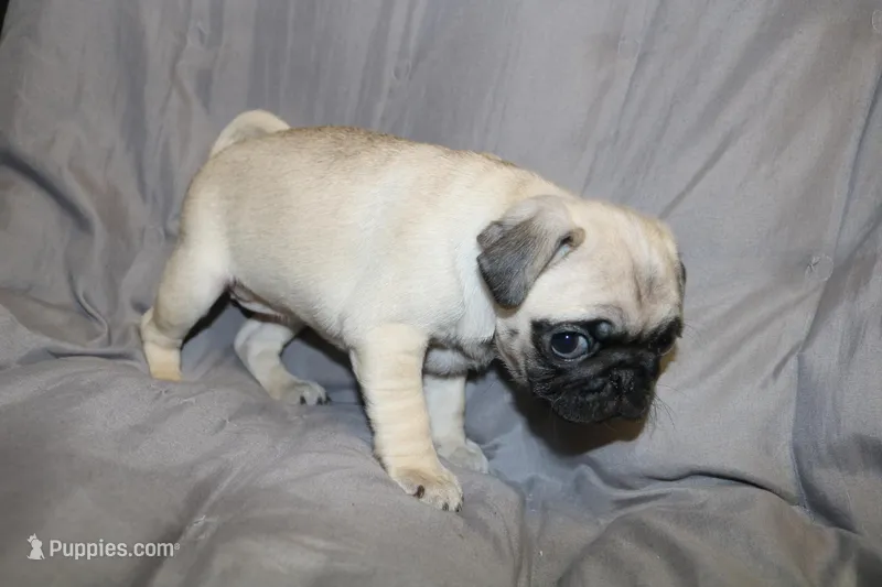 Pug pup4 – Pug puppy for sale in Lake Katrine, NY