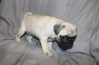 Pug pup4, a female Pug for sale in Lake Katrine, NY – Photo 1 of 3