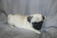 Pug pup4, a female Pug for sale in Lake Katrine, NY – Photo 2 of 3