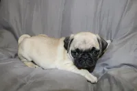 Pug pup4, a female Pug for sale in Lake Katrine, NY – Photo 3 of 3