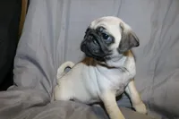 Pug female 1, a female Pug for sale in Lake Katrine, NY – Photo 2 of 3