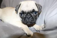 Pug female 1, a female Pug for sale in Lake Katrine, NY – Photo 3 of 3
