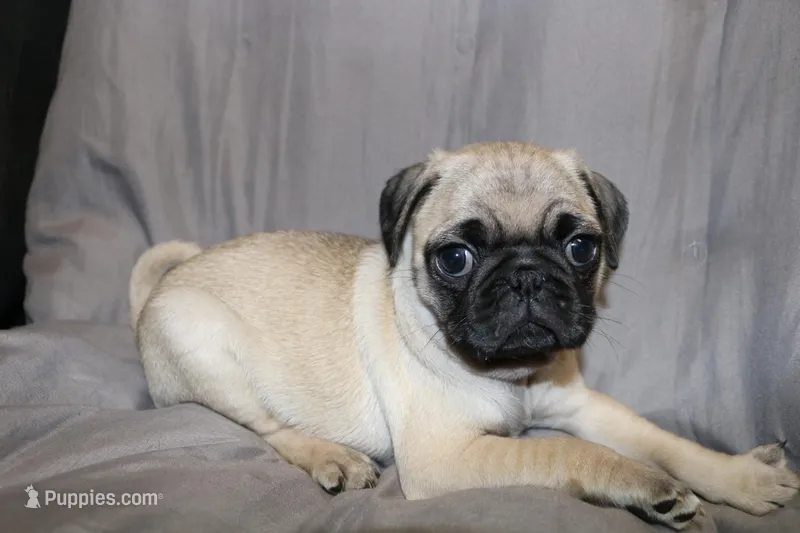 Pug female 1 – Pug puppy for sale in Lake Katrine, NY