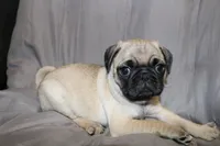 Pug female 1, a female Pug for sale in Lake Katrine, NY – Photo 1 of 3