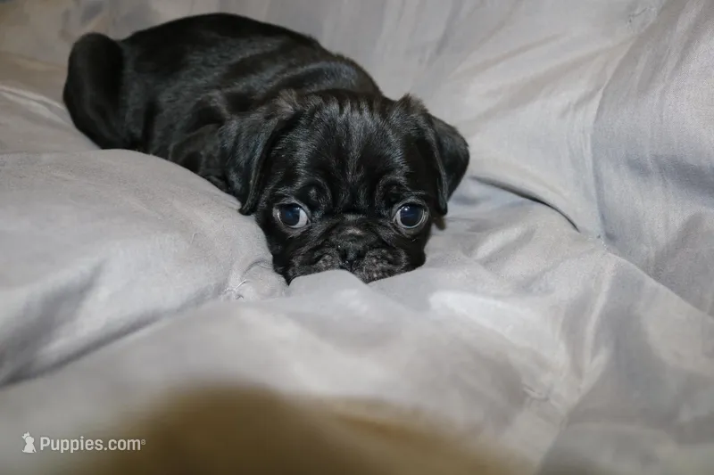 Pug pup 5 – Pug puppy for sale in Lake Katrine, NY
