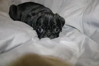 Pug pup 5, a male Pug for sale in Lake Katrine, NY – Photo 1 of 2