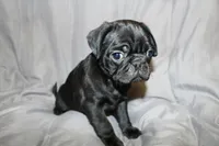 Pug pup 5, a male Pug for sale in Lake Katrine, NY – Photo 2 of 2