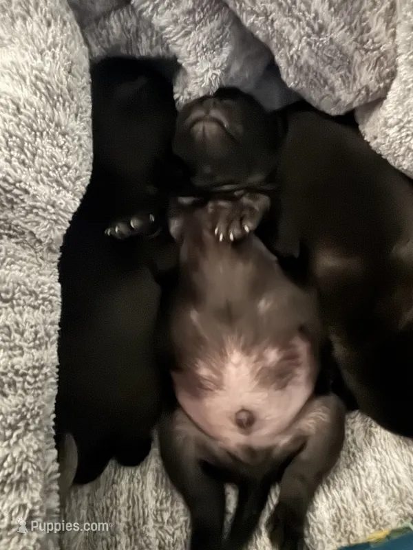 Pug 1 – Pug puppy for sale in Lake Katrine, NY