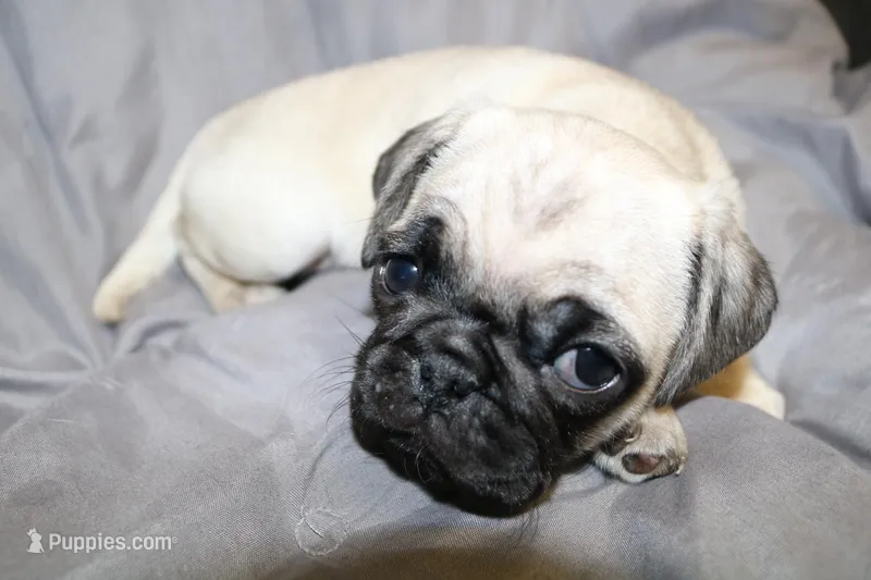 Pug female 2 – Pug puppy for sale in Lake Katrine, NY