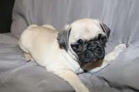 Pug female 2, a female Pug for sale in Lake Katrine, NY – Photo 3 of 3