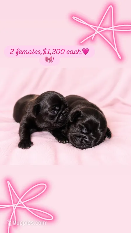 Pug 4 – Pug puppy for sale in Lake Katrine, NY