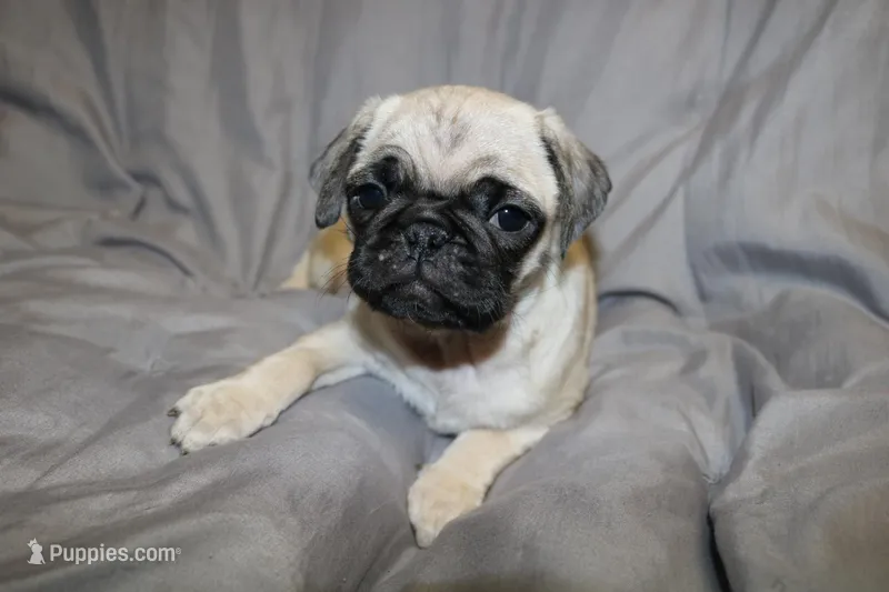 Pug pup 3 – Pug puppy for sale in Lake Katrine, NY