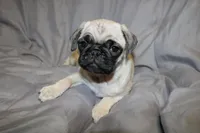 Pug pup 3, a female Pug for sale in Lake Katrine, NY – Photo 1 of 3