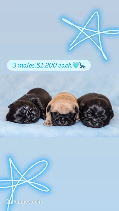Pug 3 – Pug puppy for sale in Lake Katrine, NY