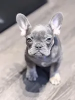 Starry and Pibble, a female French Bulldog for sale in Live Oak, TX – Photo 3 of 4